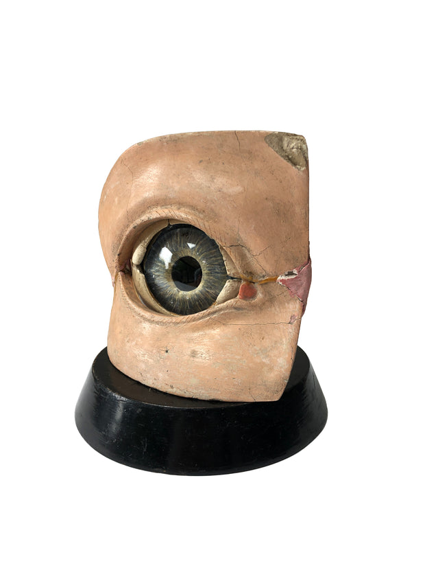 Antique Vintage Anatomical Model Of The Eye