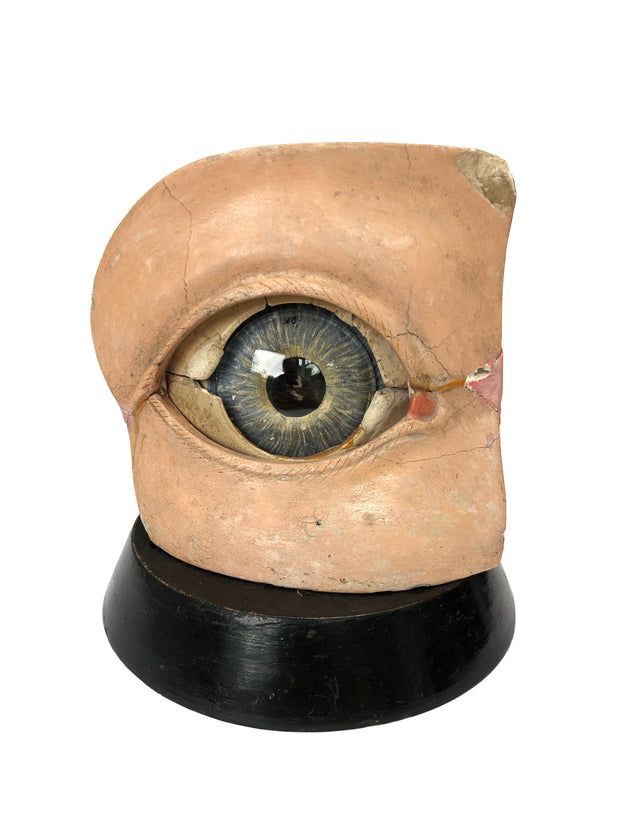 Antique Vintage Anatomical Model Of The Eye