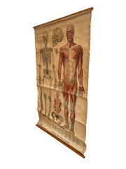 Vintage Anatomical Medical Poster On Canvas By Educational Productions Ltd.