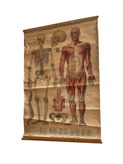 Vintage Anatomical Medical Poster On Canvas By Educational Productions Ltd.