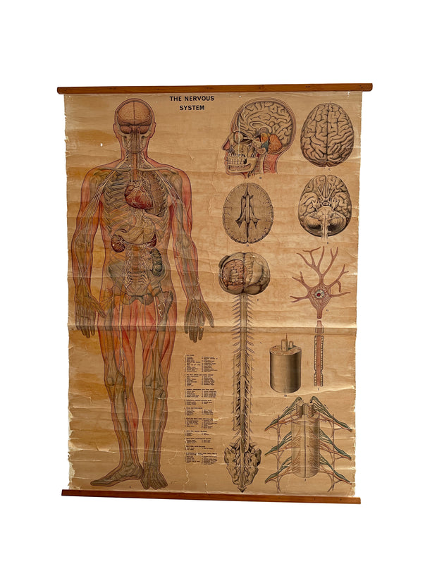 Vintage Anatomical Medical Poster On Canvas By R.T.
