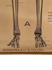 Vintage Anatomical Medical Poster On Canvas By Adam Rouilly & Co. Ltd.